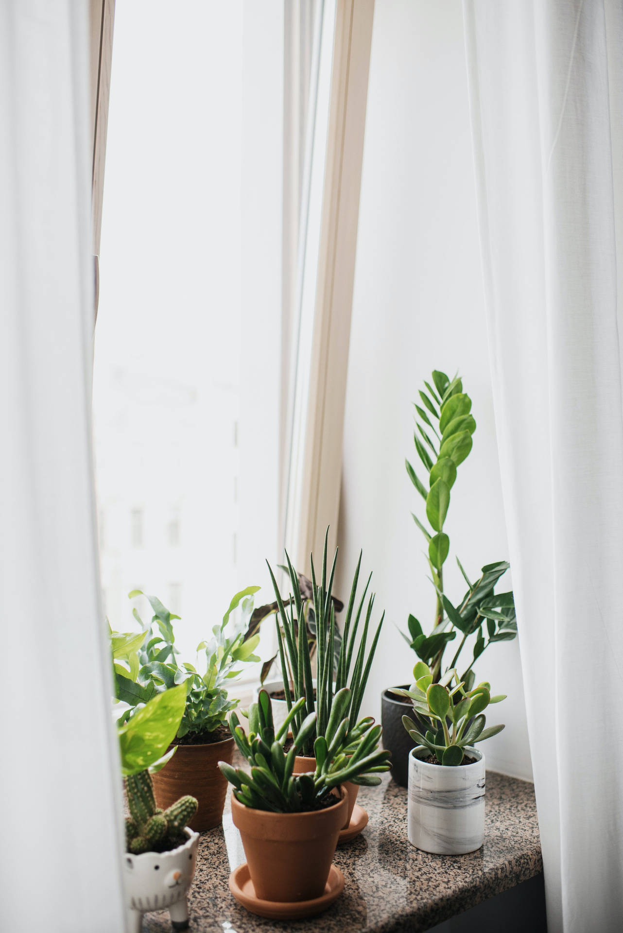 Indoor Plant Aesthetic Background