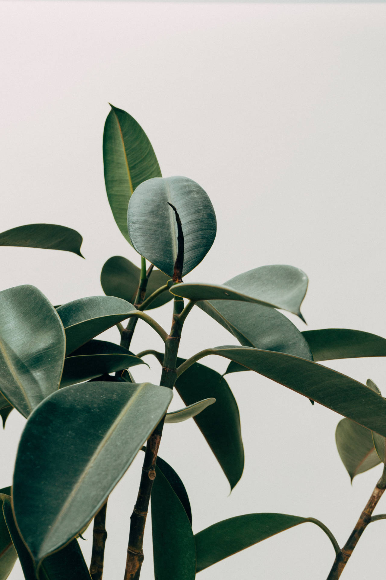 Indoor Rubber Tree Plant Aesthetic Background