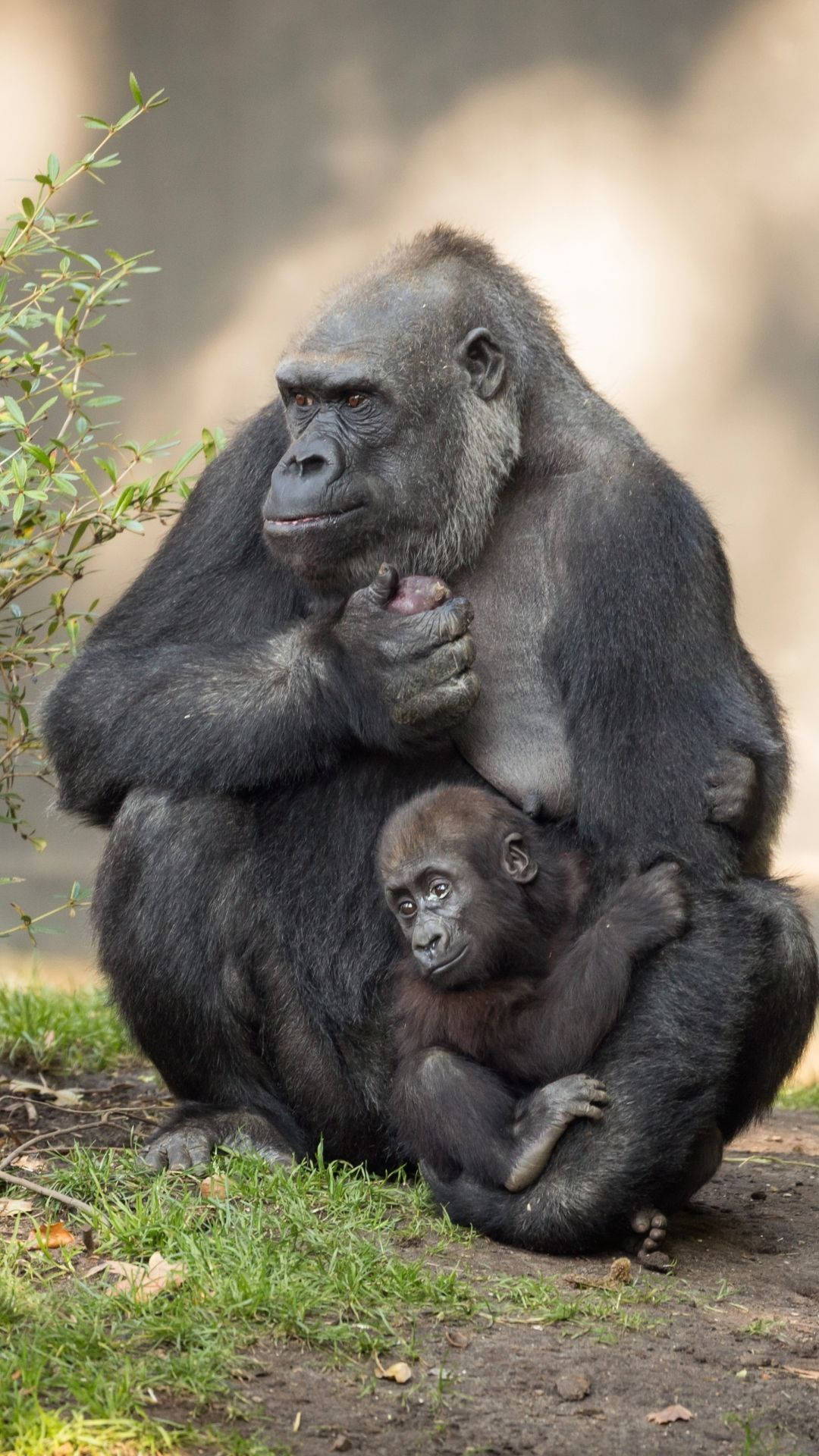 Infant And Nursing Mother Gorilla Iphone Background