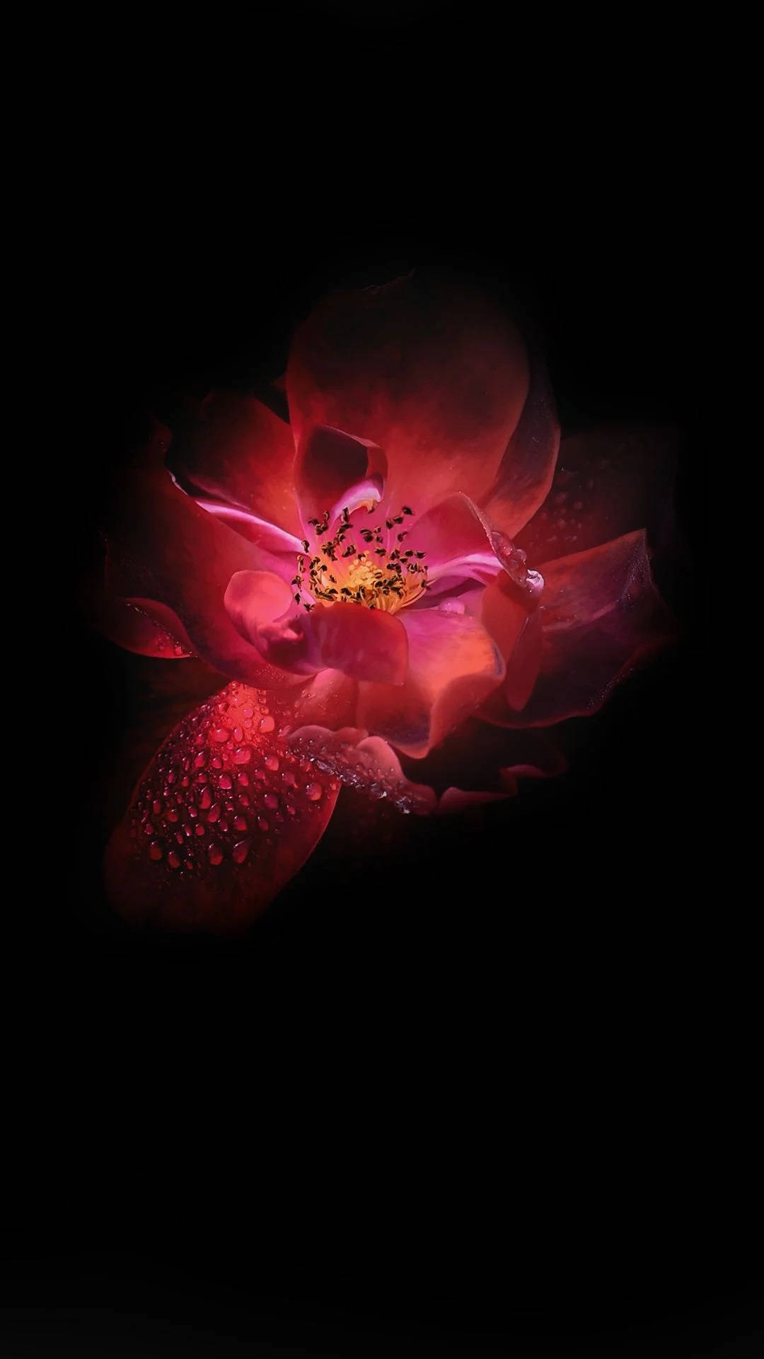 Infinix Dark Red Lotus Flower Background