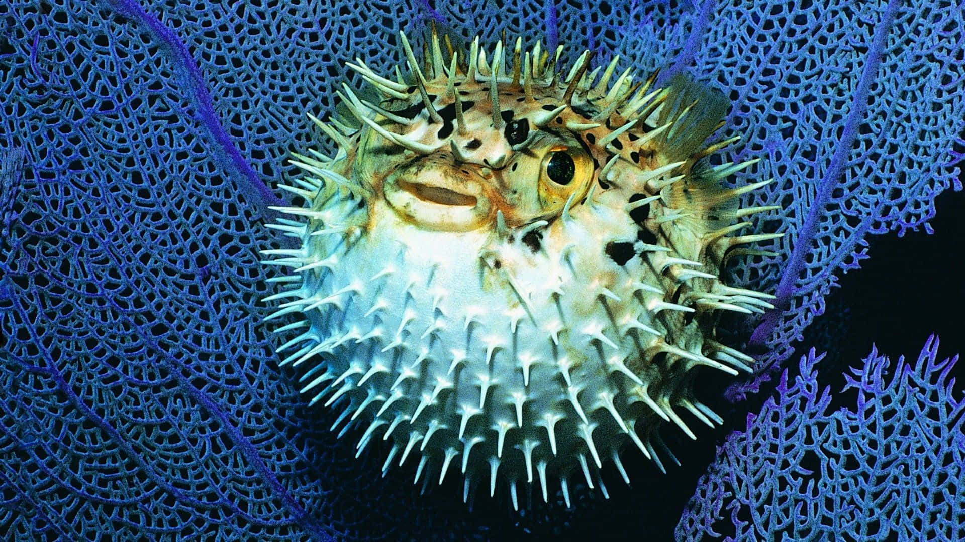 Inflated Pufferfish Amidst Coral Reefs.jpg Background