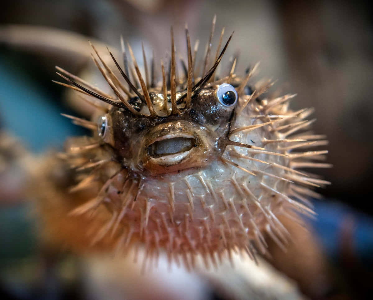 Inflated Pufferfish Close Up Background