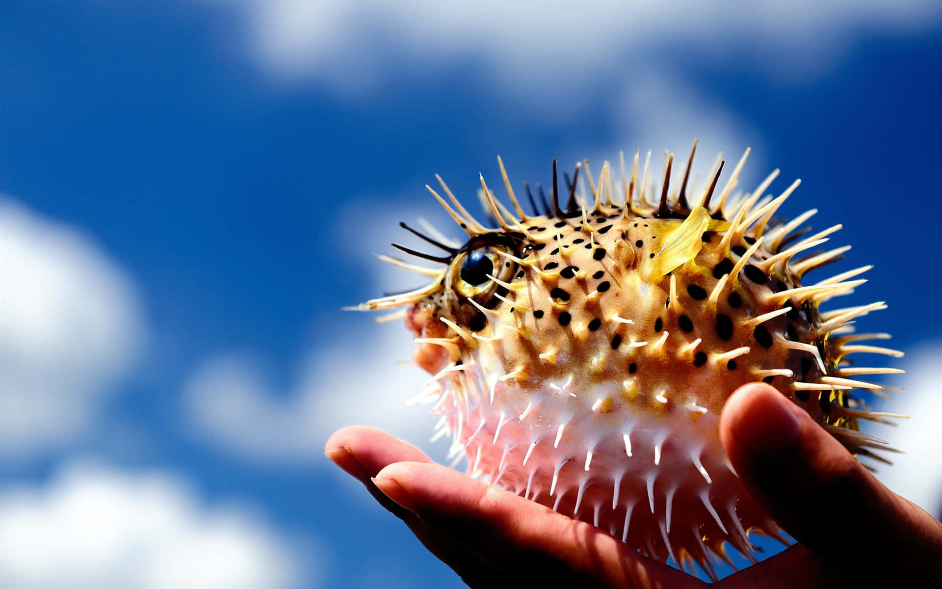 Inflated Pufferfish Held Against Sky Background