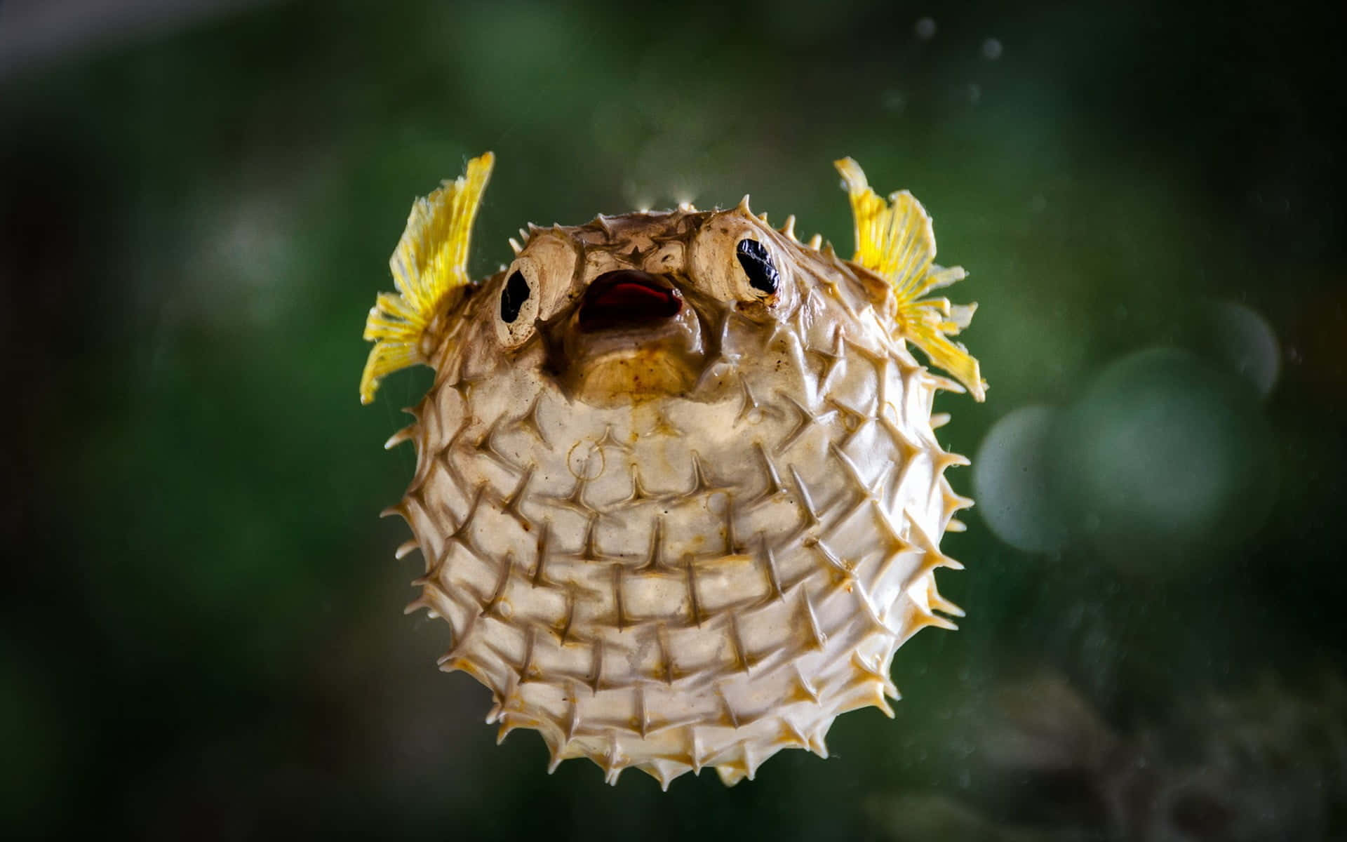Inflated Pufferfish Portrait