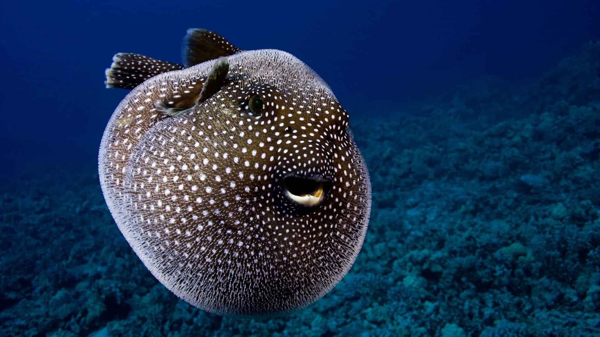 Inflated Spotted Pufferfish Underwater