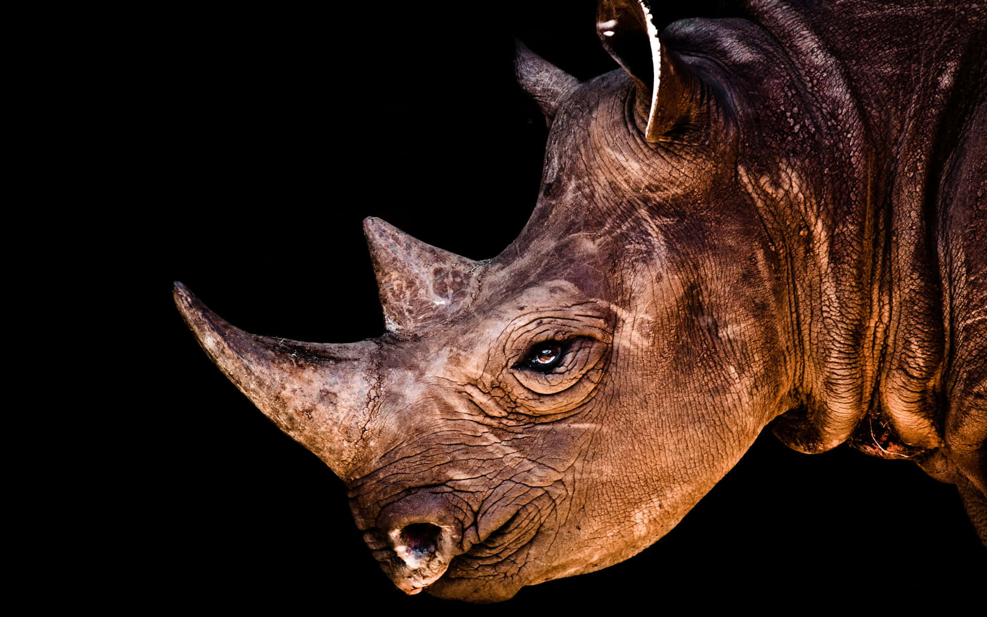 Inherent Southern Black Rhinoceros Background