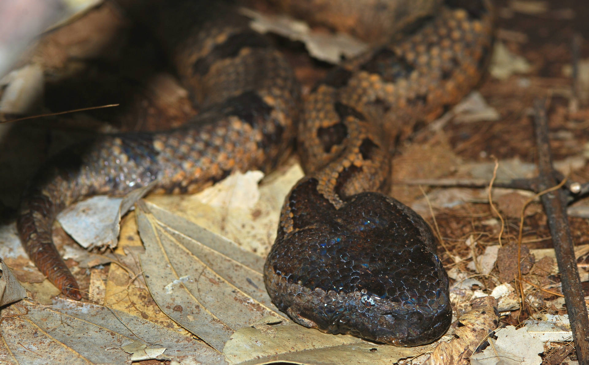 Inheriting Fear Mountain Viper Ground Background