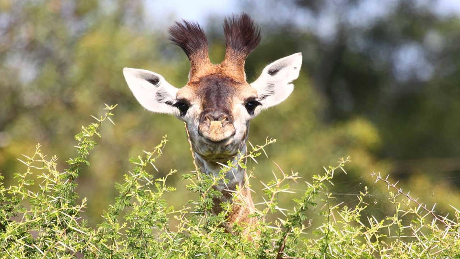 Innocent Delight - A Baby Giraffe With Bushy Horns Background