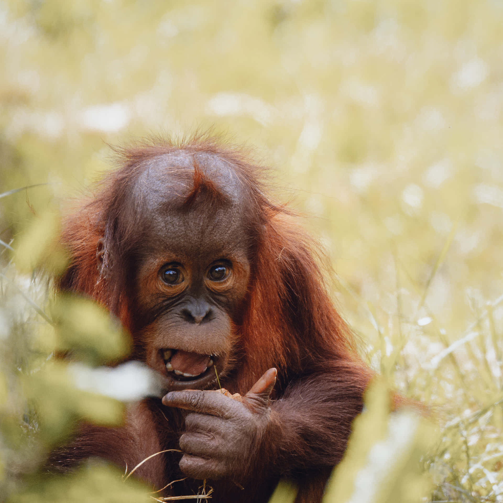 Innocent Eyes Of Startled Baby Orangutan