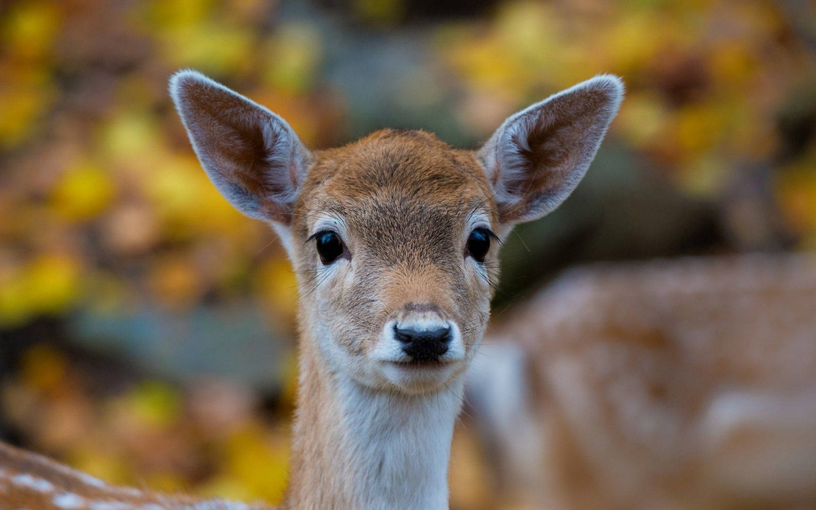 Innocent Forest Deer Background