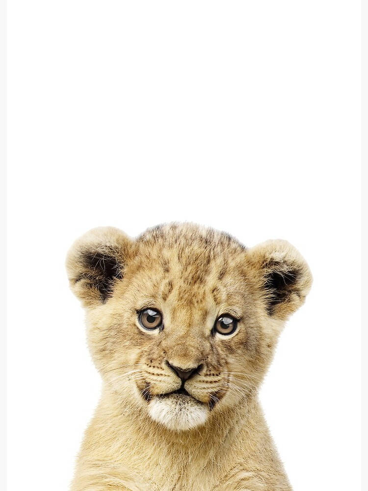 Innocent Looking Baby Lion Background