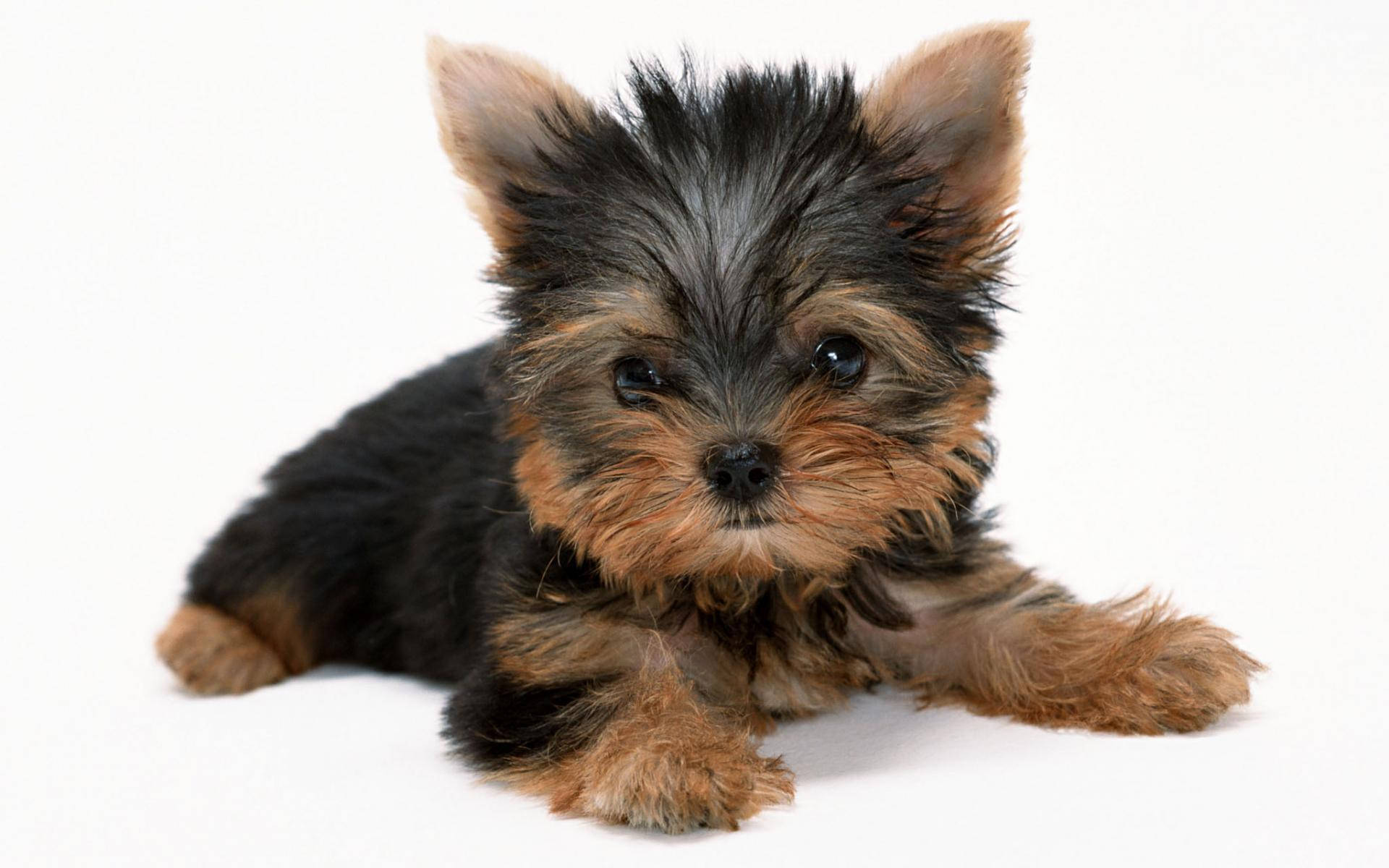 Innocent Yorkshire Terrier Puppy Photography Background