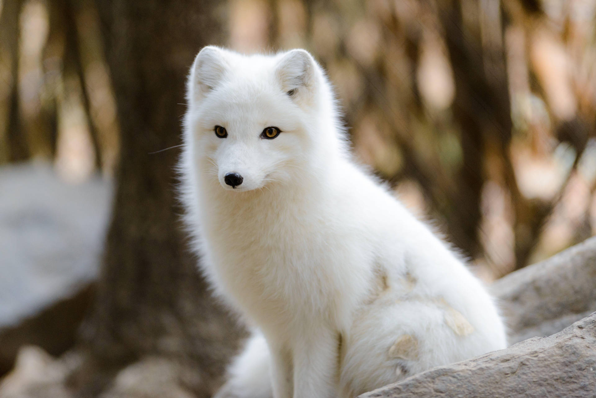 Innocent Young White Fox Background