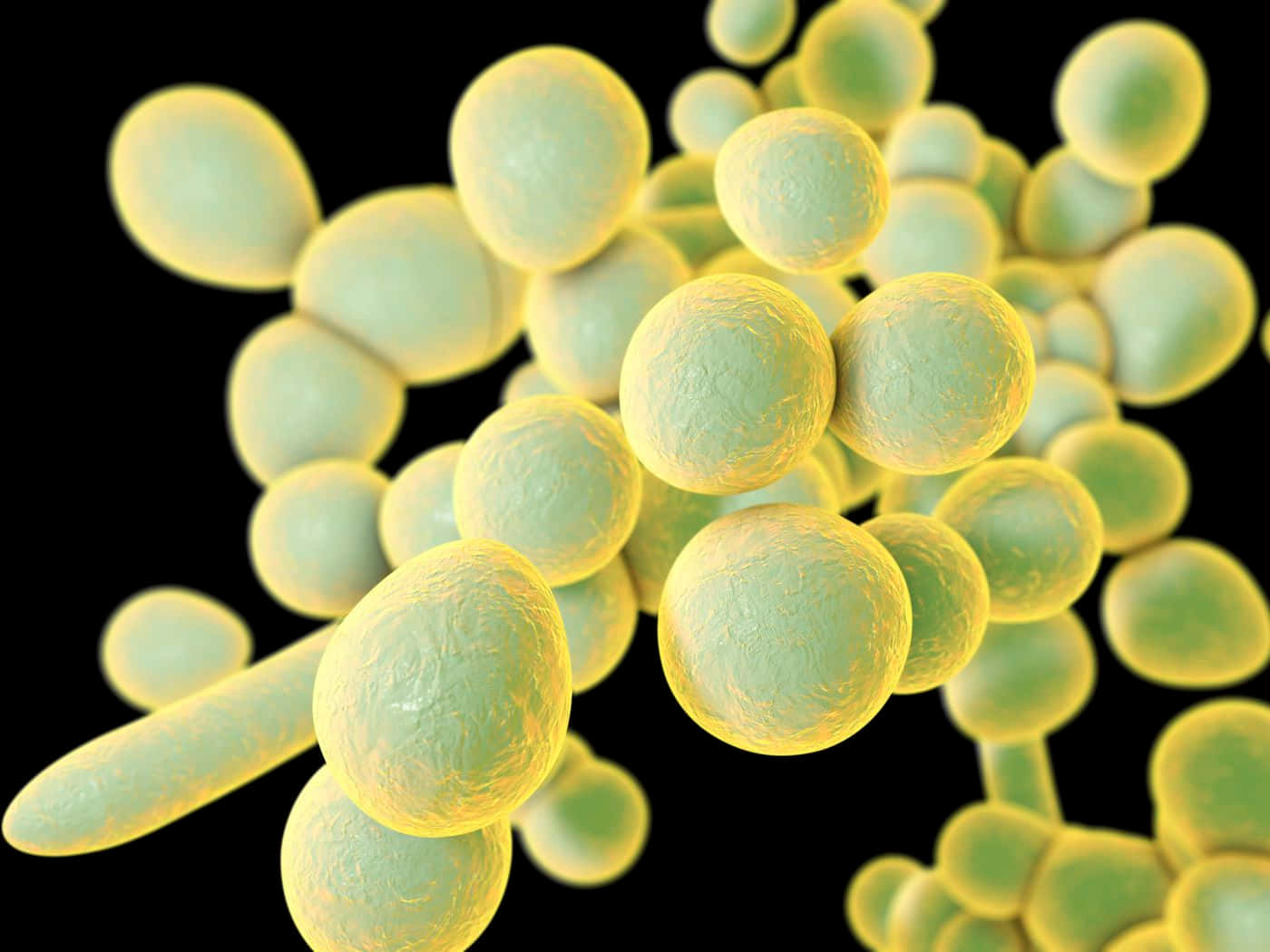 Innovative Computer Illustration Of Unicellular Fungus: Yeast Background