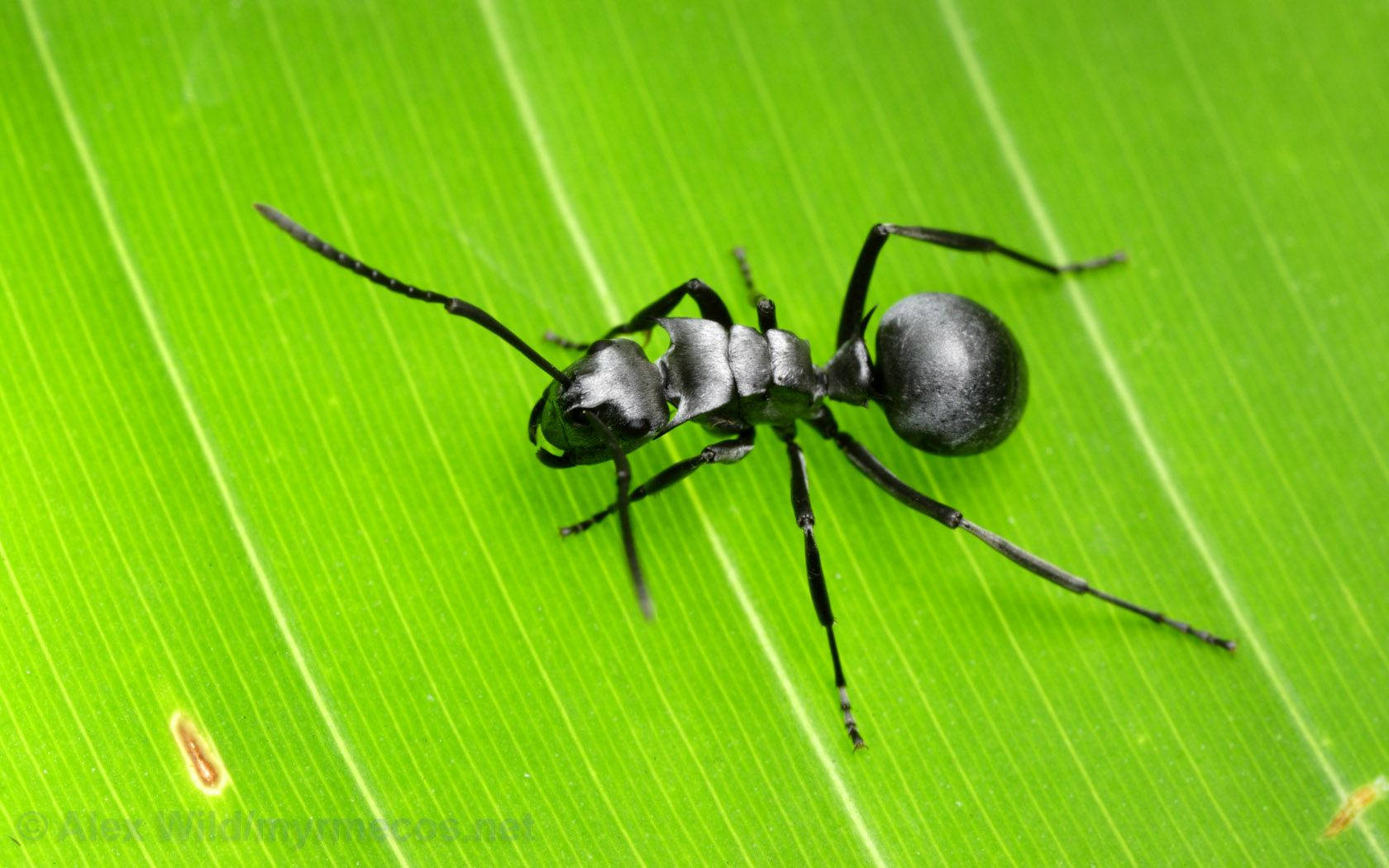 Insect Ant With Black Body Background
