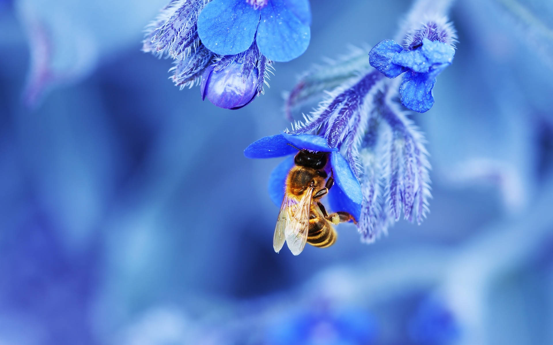 Insect Bee On Blue Flower Background