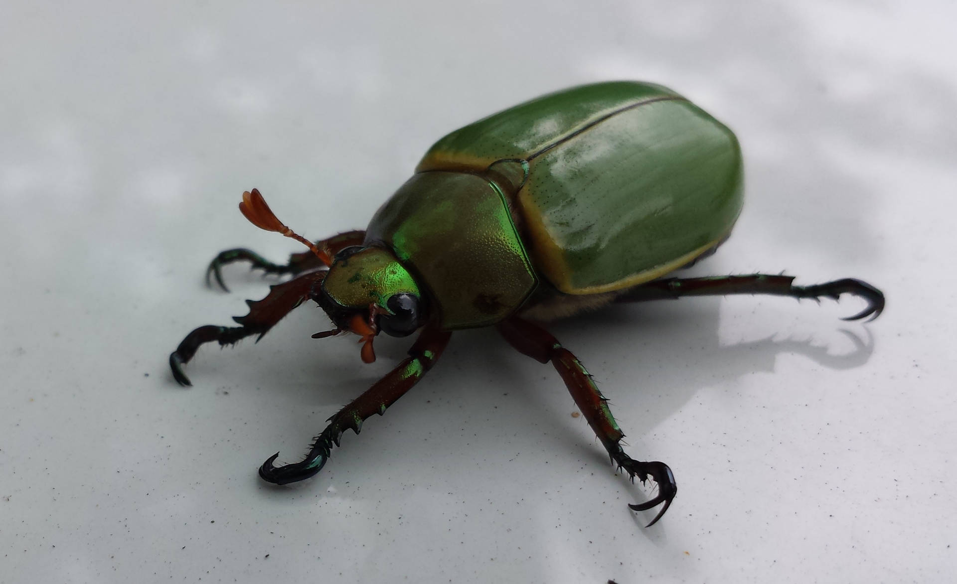 Insect Beetle Candy Green Body