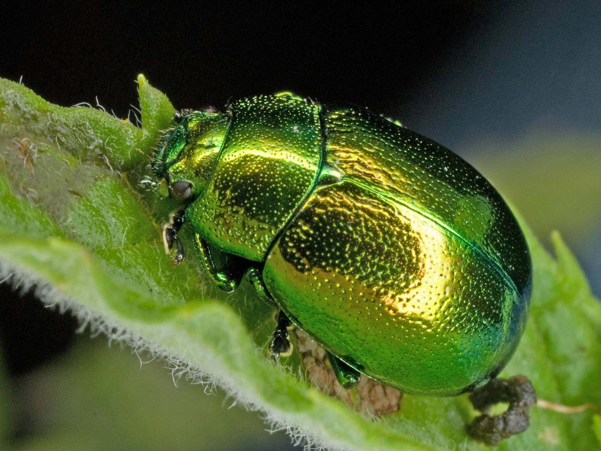 Insect Beetle Chrome Green Body