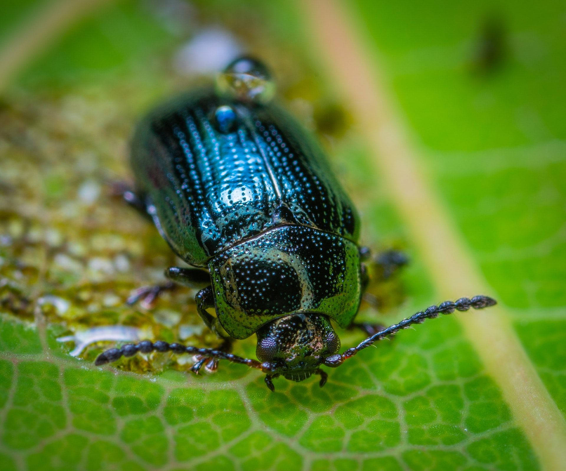 Insect Beetle Metallic Blue Body