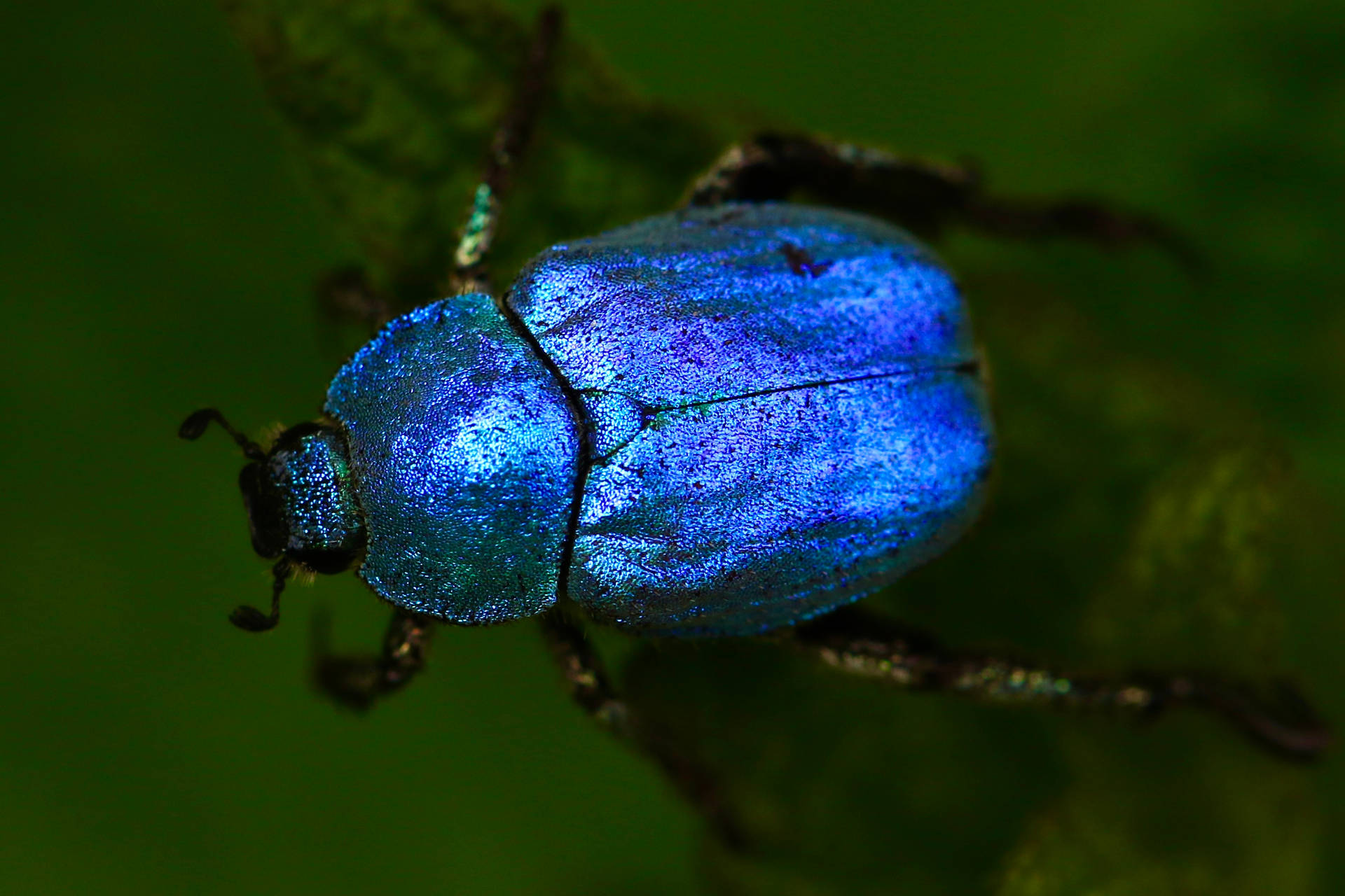 Insect Beetle Metallic Violet Body