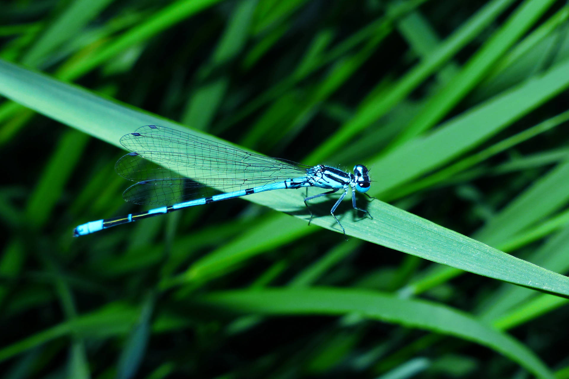 Insect Blue Damselfly Background