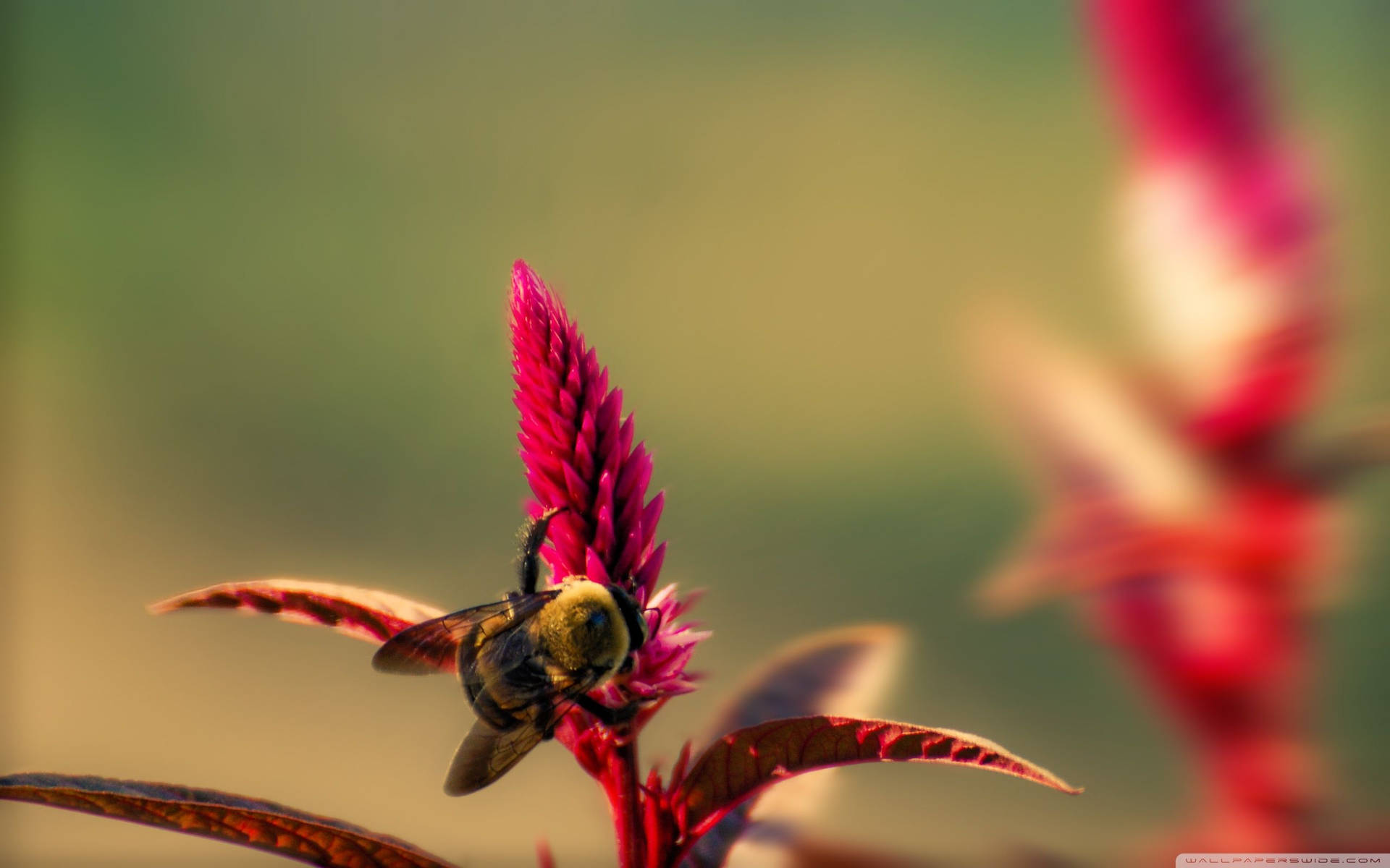 Insect Bumblebee On Red Flower Background