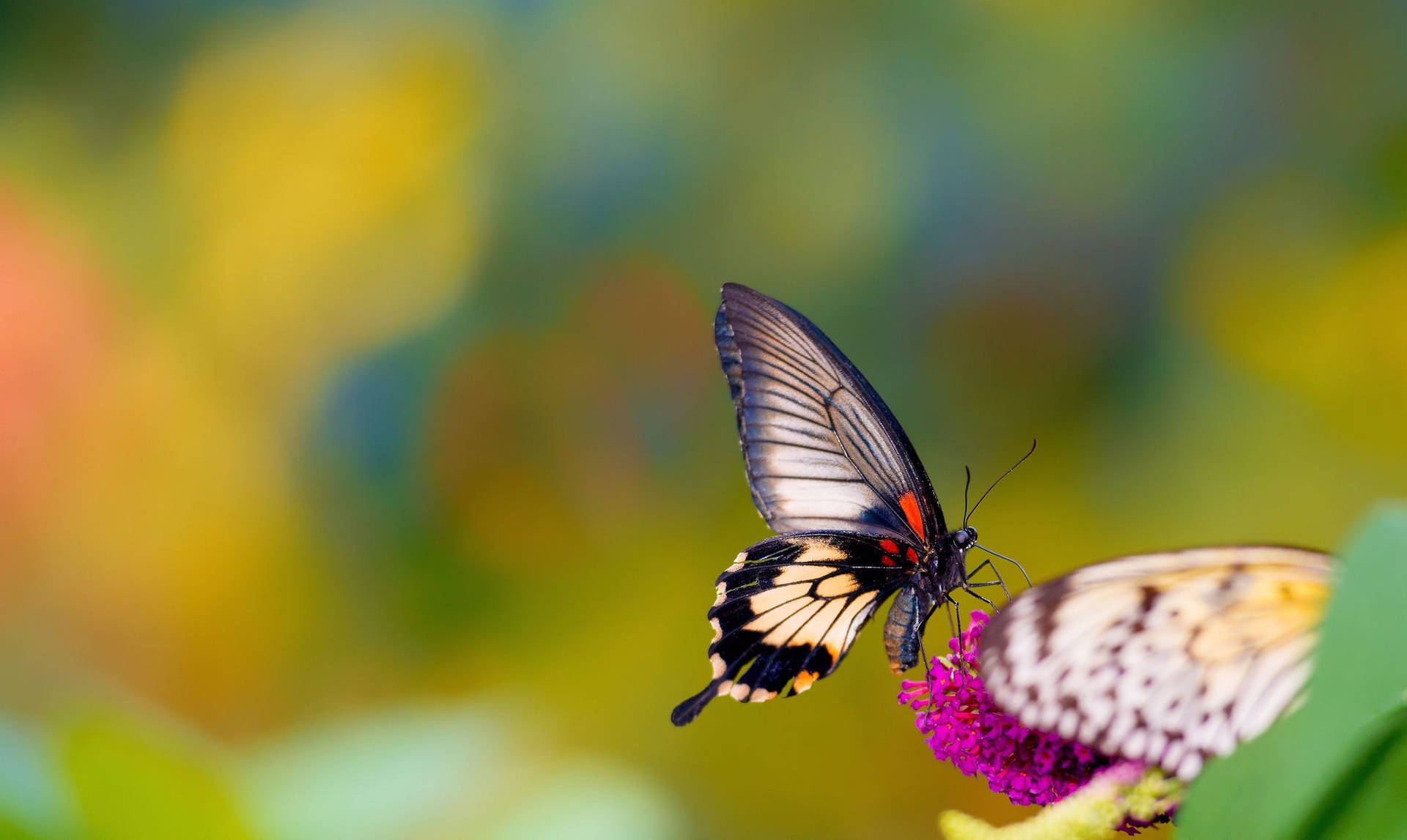 Insect Butterfly With Majestic Wings Background