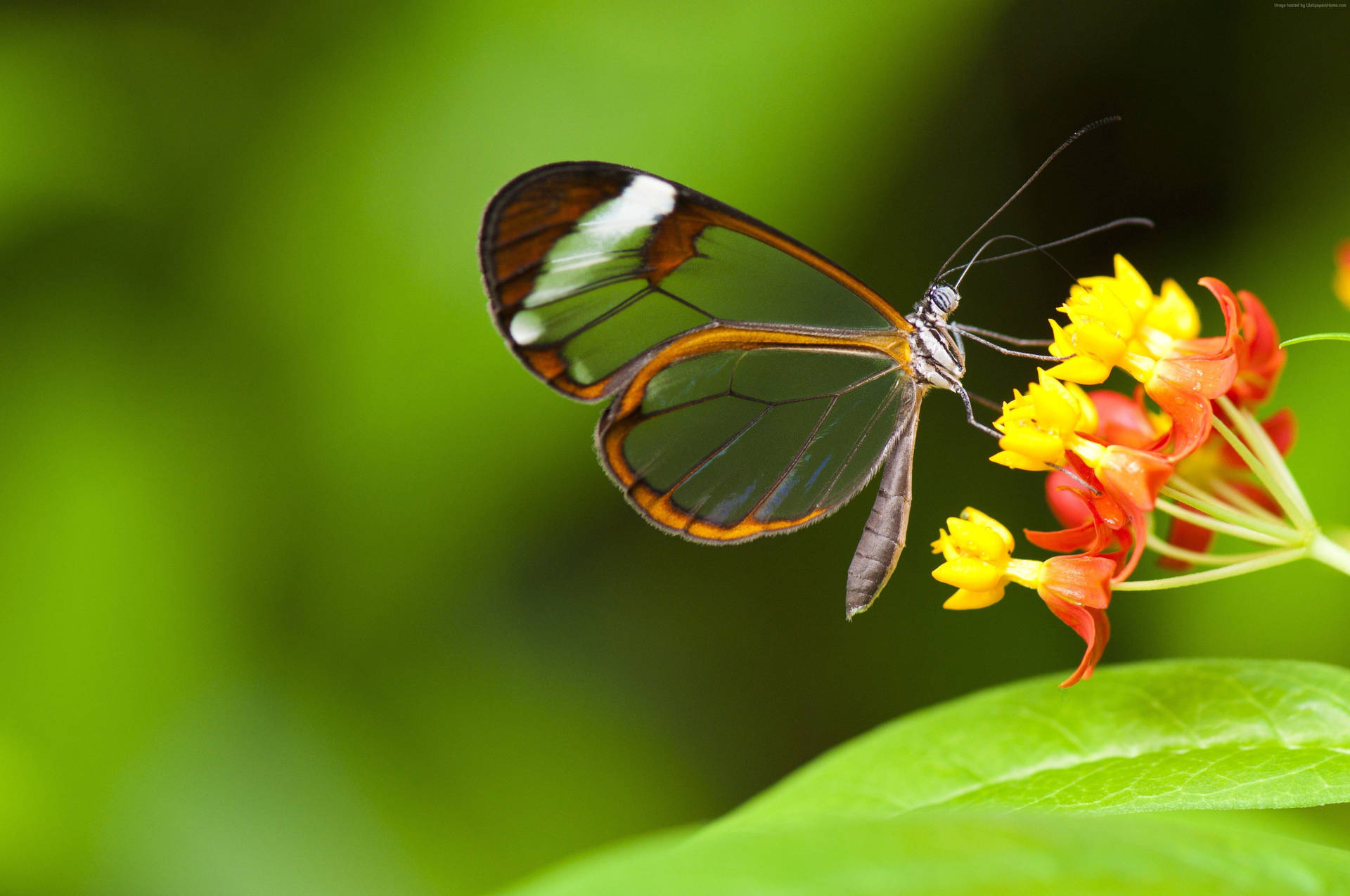 Insect Butterfly With Transparent Wings Background