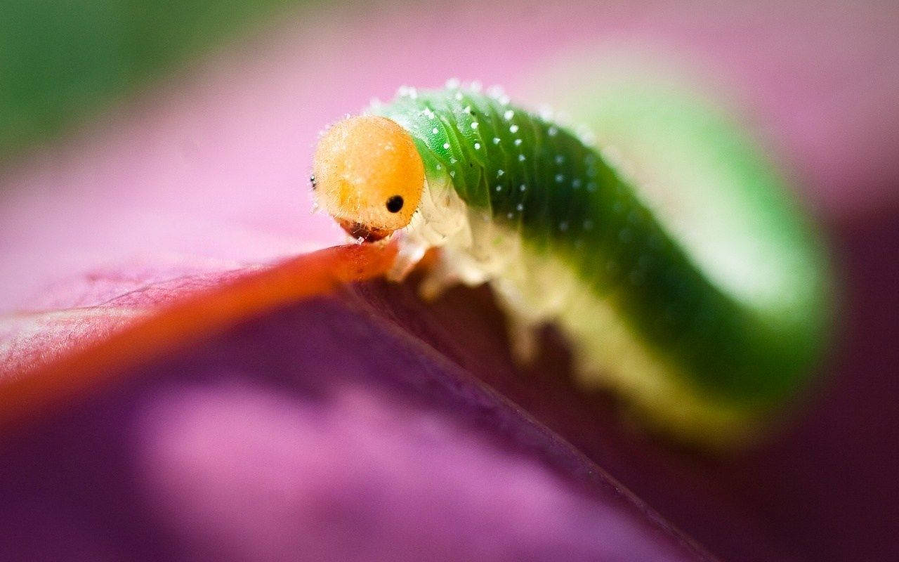 Insect Caterpillar With Yellow Head