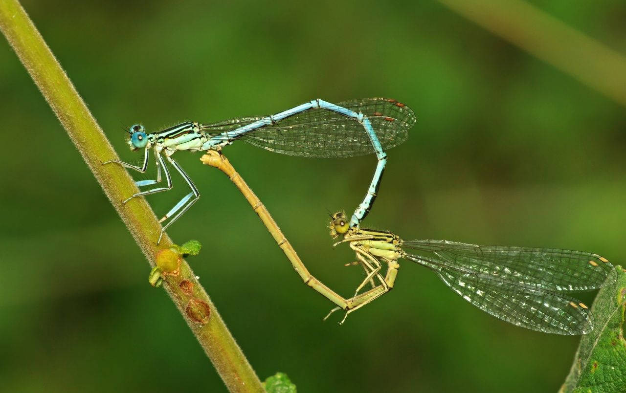Insect Damselflies Mating Background