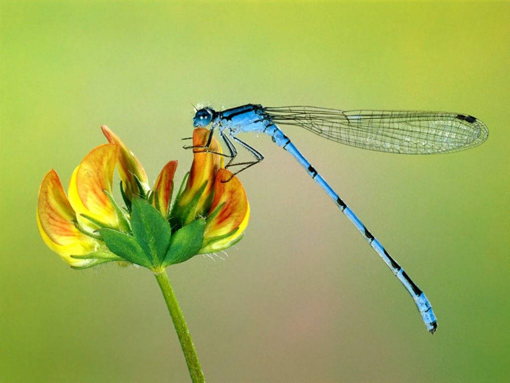 Insect Damselfly On A Flower Background