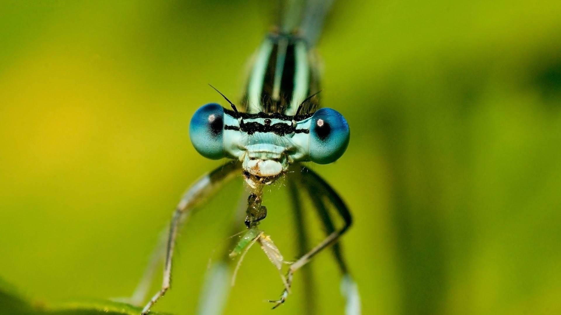 Insect Damselfly With Blue Eyes Background