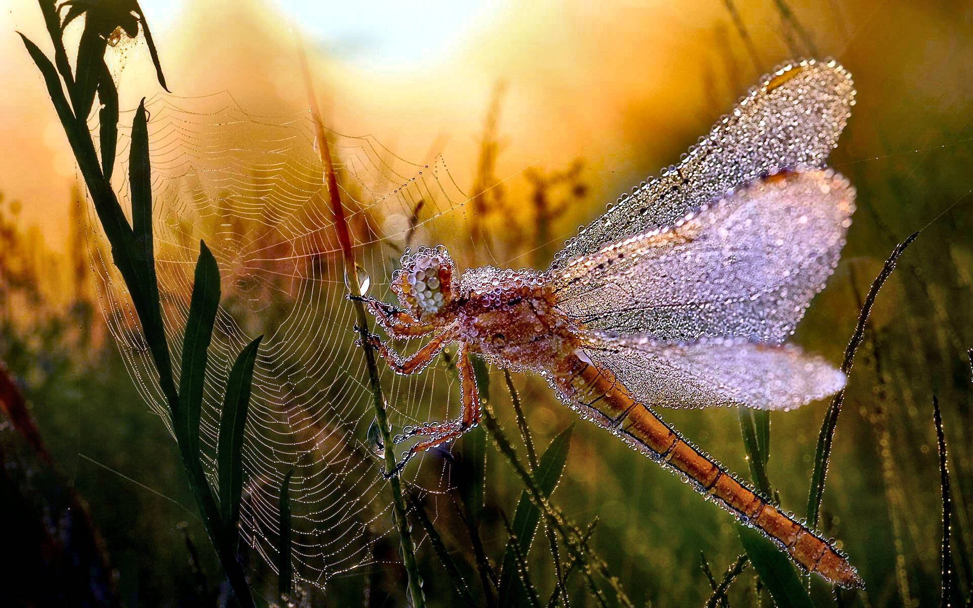 Insect Dragonfly Caught In Web Background