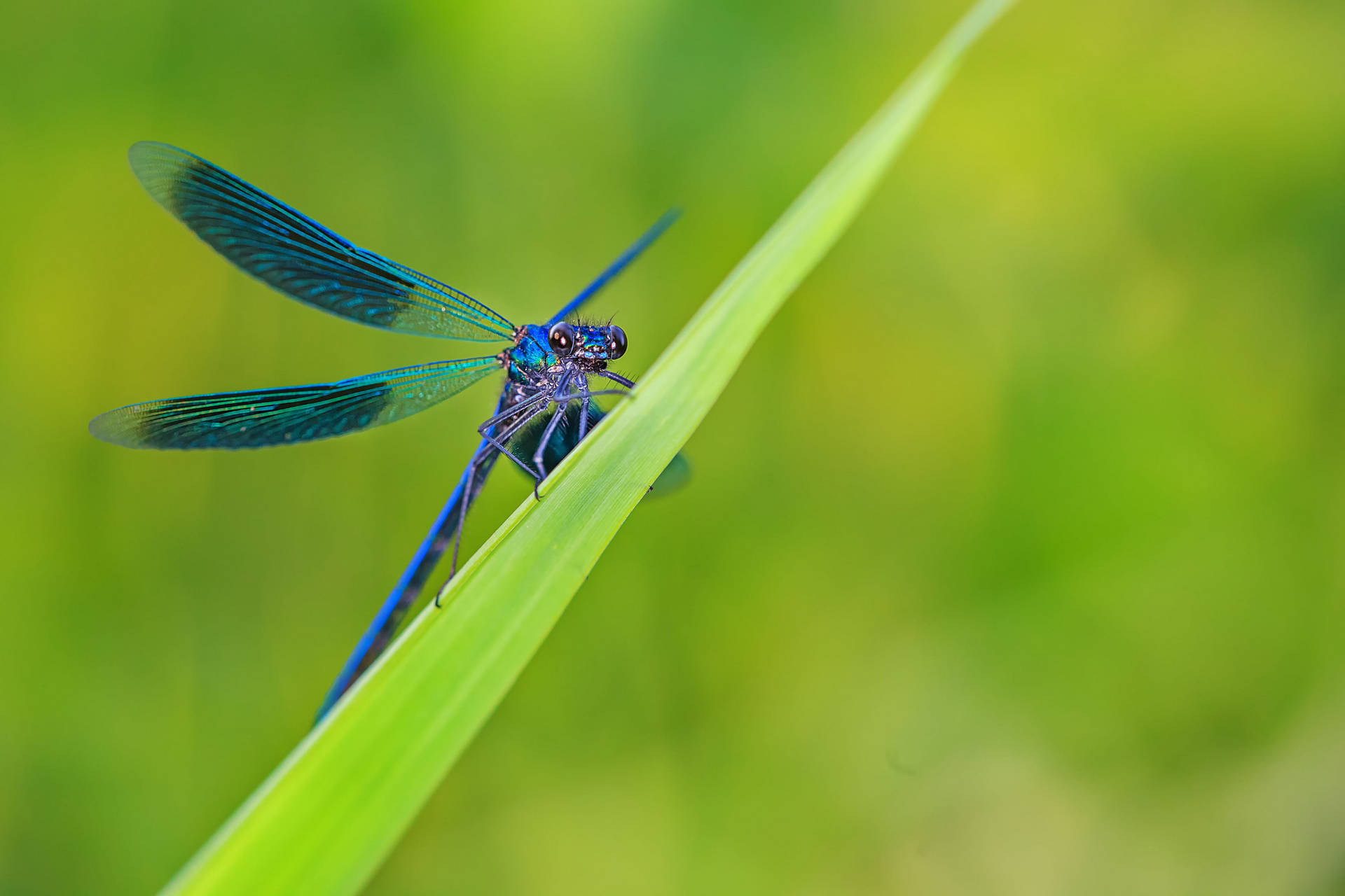 Insect Dragonfly With Blue Wings Background