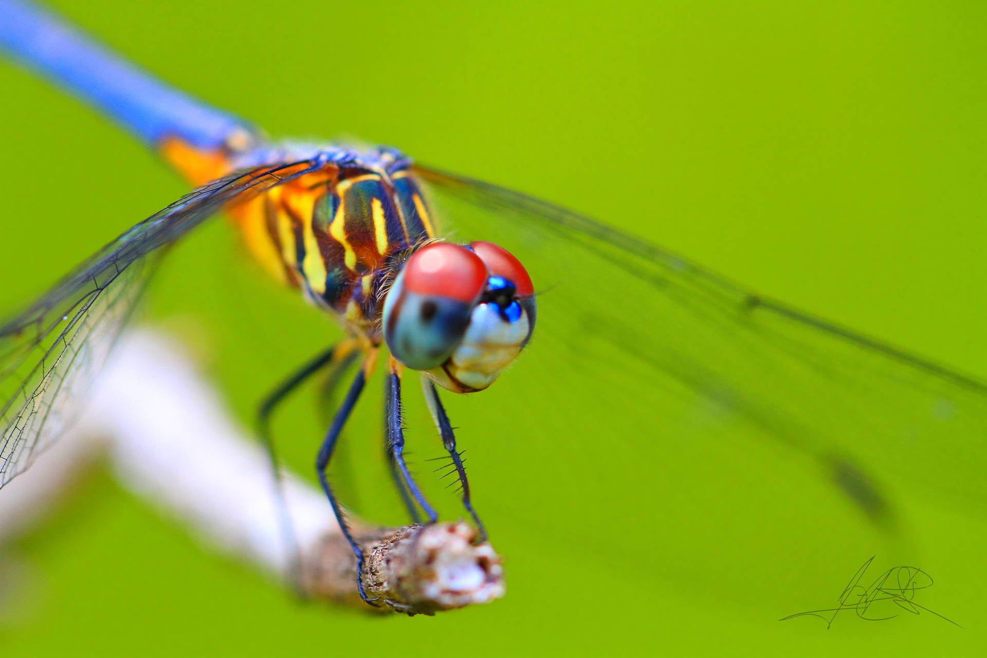 Insect Dragonfly With Colorful Body