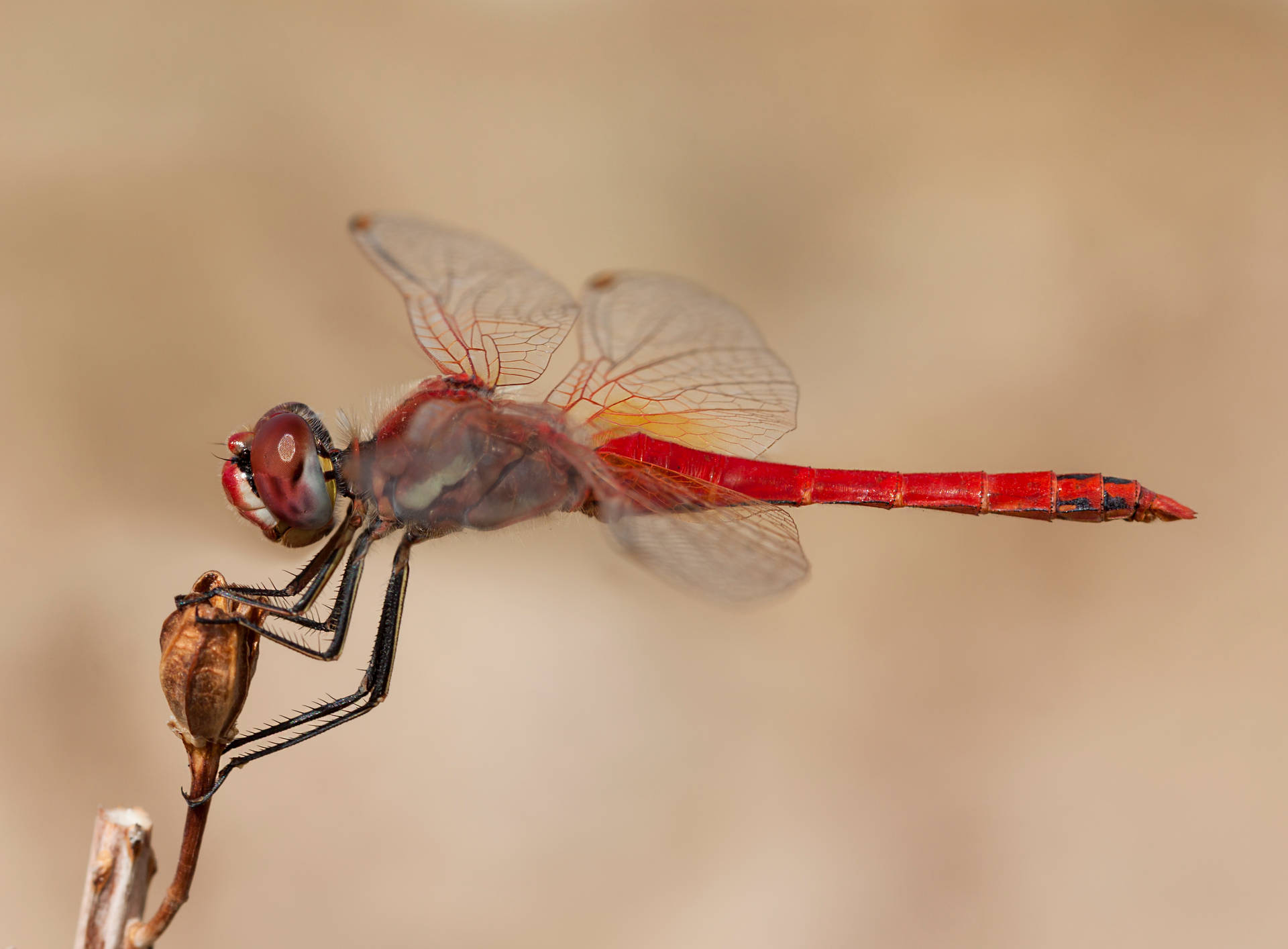 Insect Dragonfly With Red Body Background