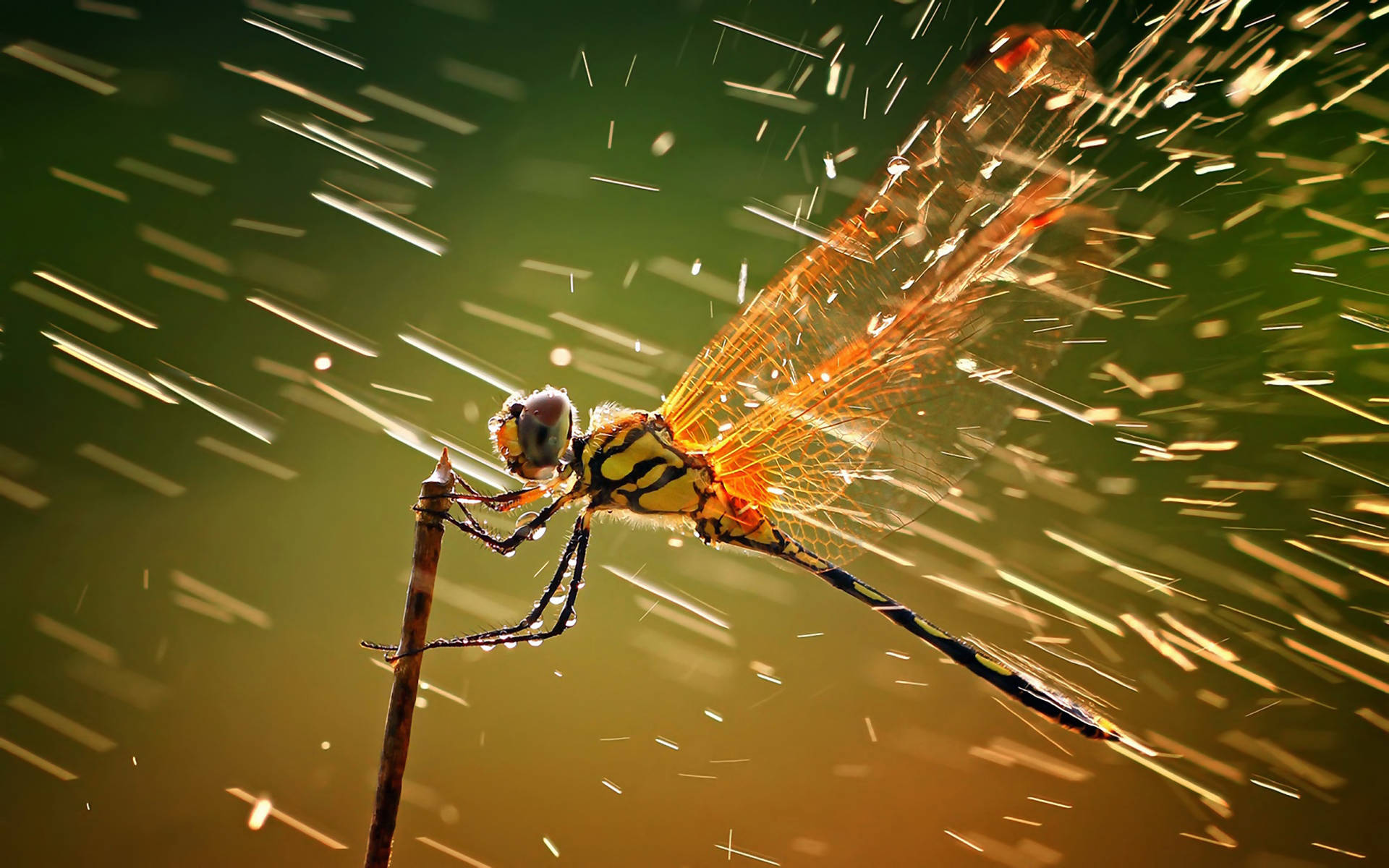 Insect Dragonfly With Splashing Water Background