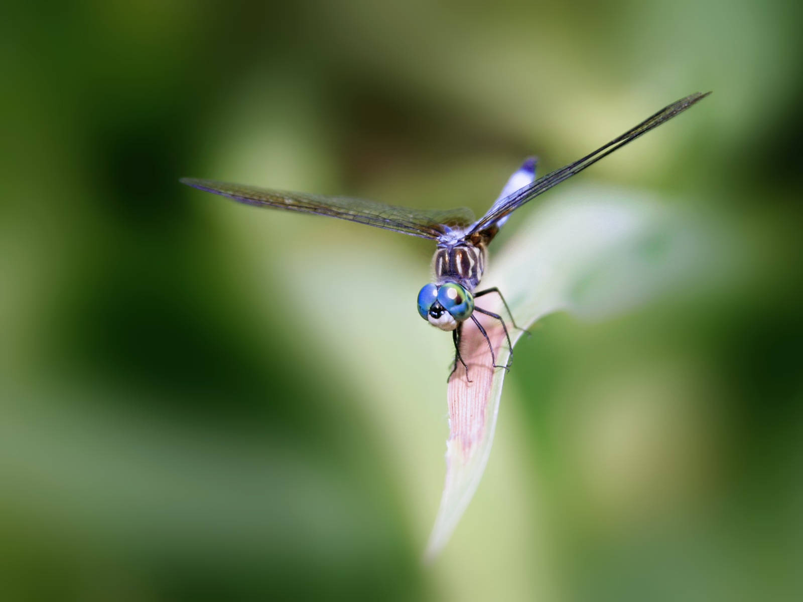 Insect Dragonfly With Thin Black Wings