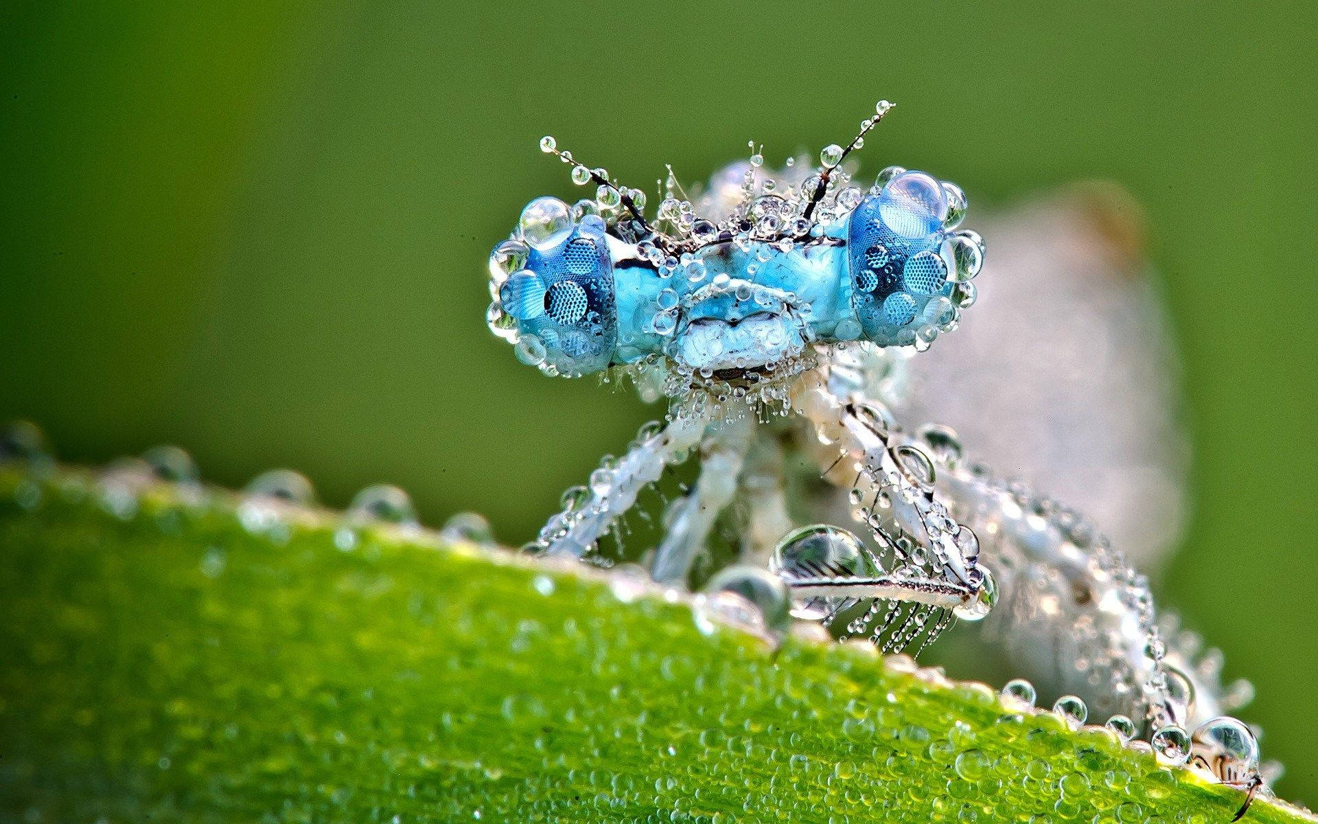 Insect Dragonfly With Water Droplets Background
