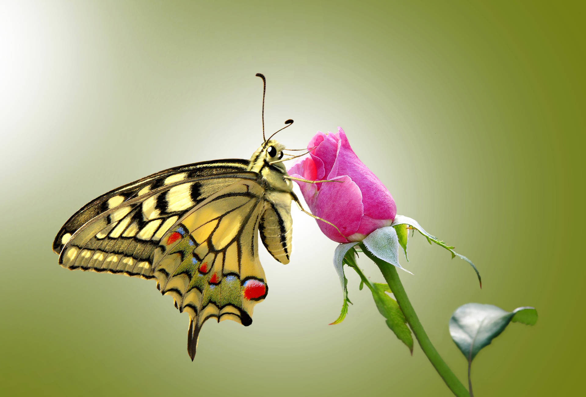 Insect Feeding On Pink Rose Background