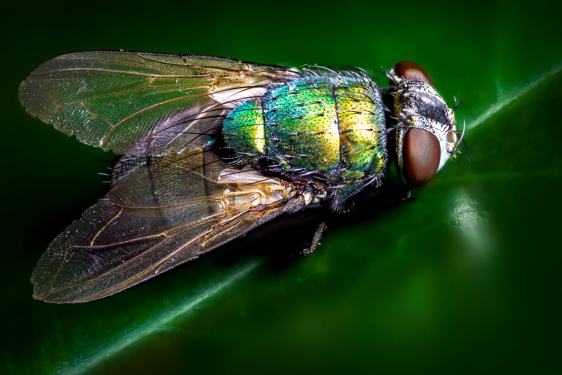 Insect Fly With Green Body Background