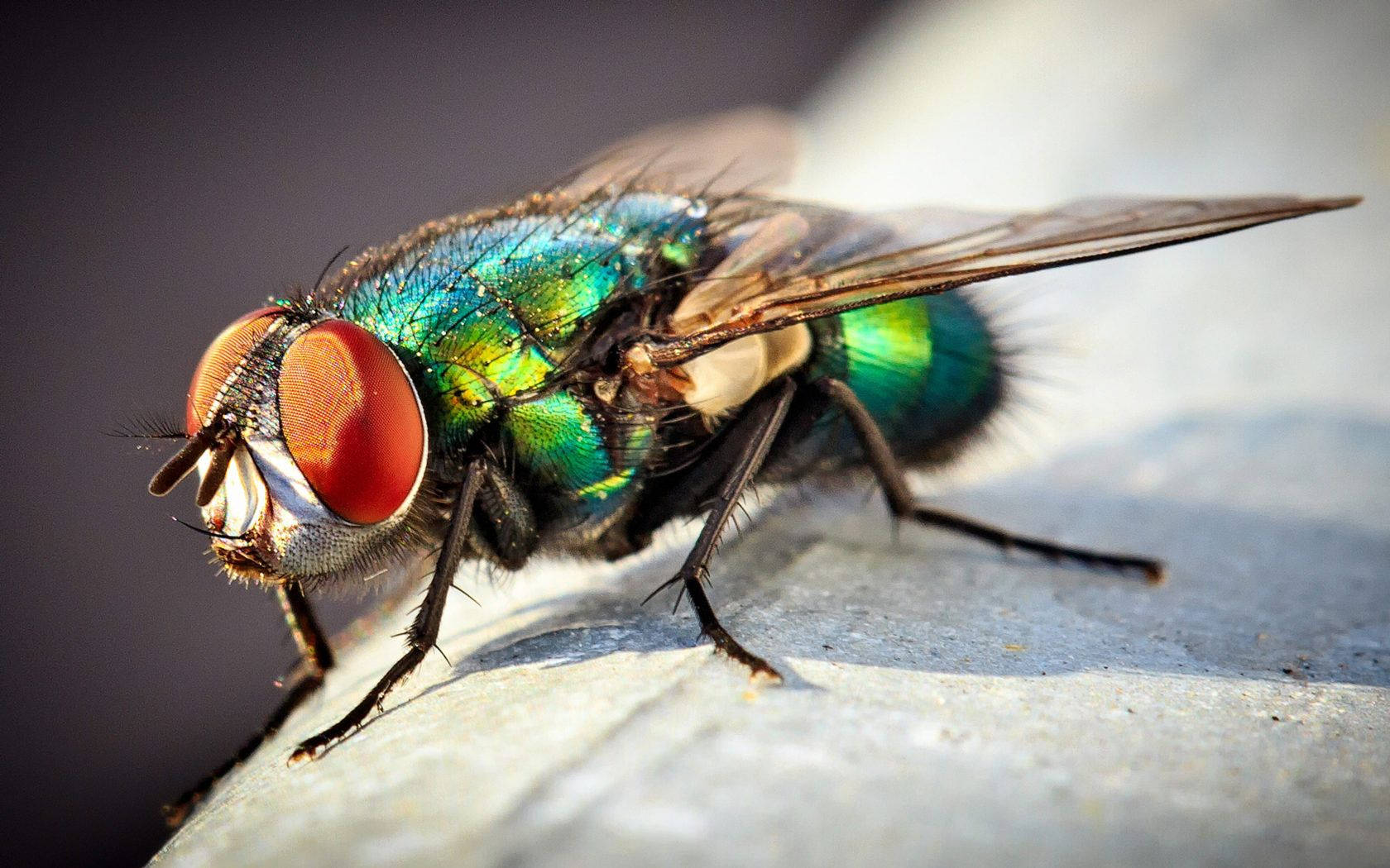 Insect Fly With Red Eyes Background