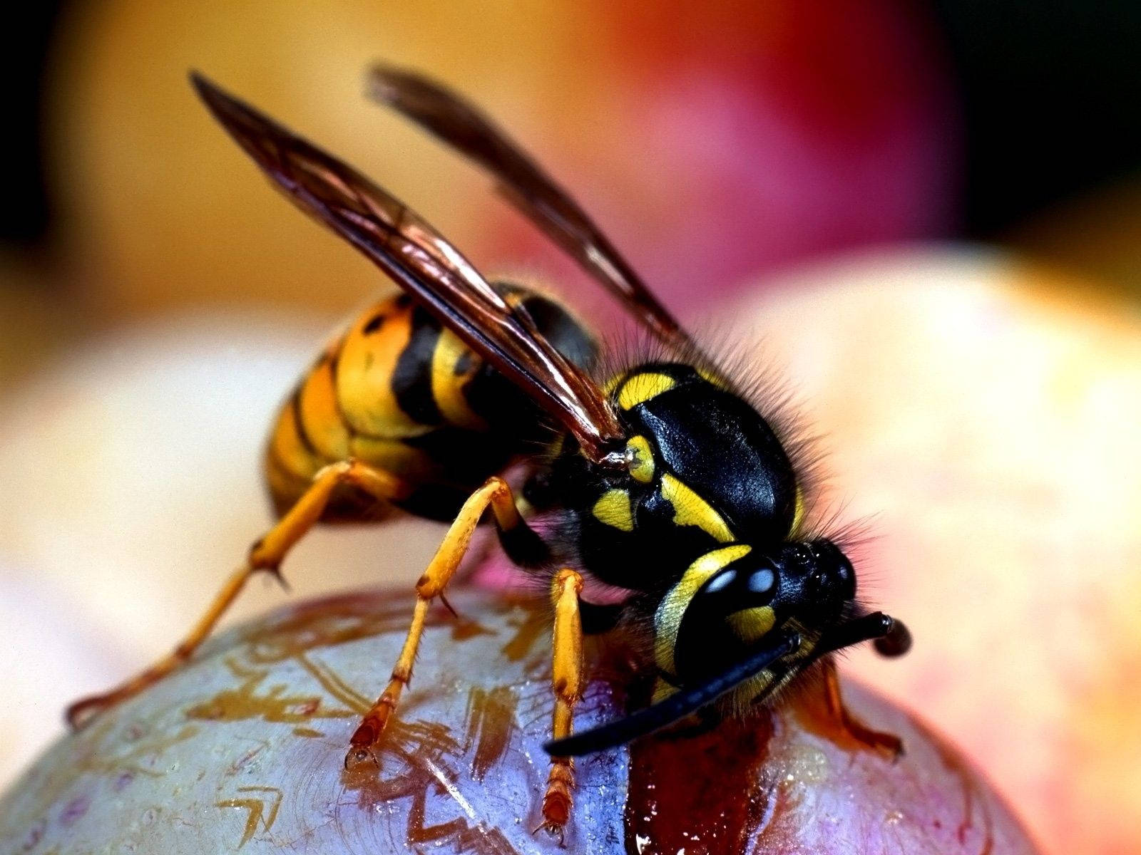 Insect Hornet Feeding Background