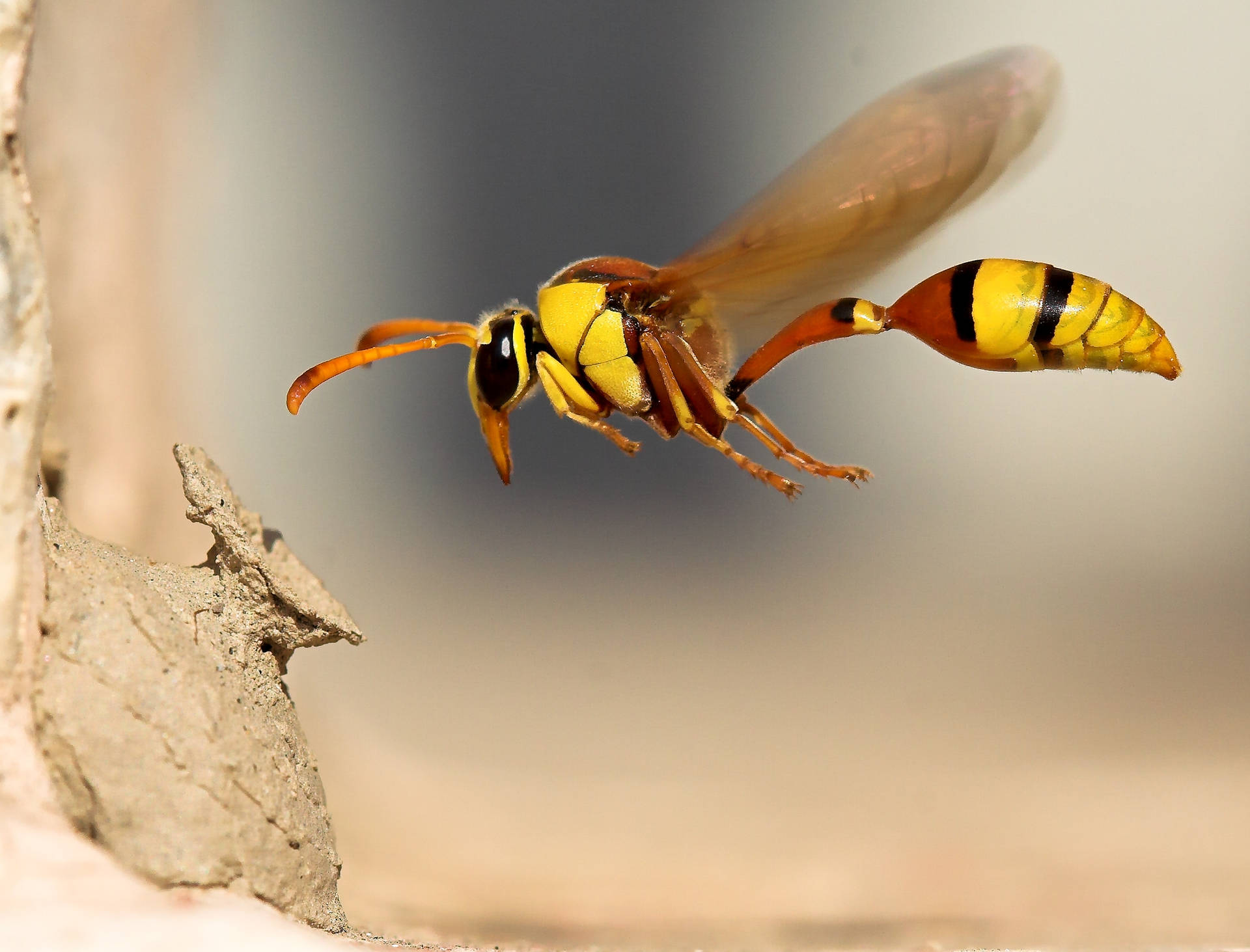 Insect Hornet With Slender Body Background