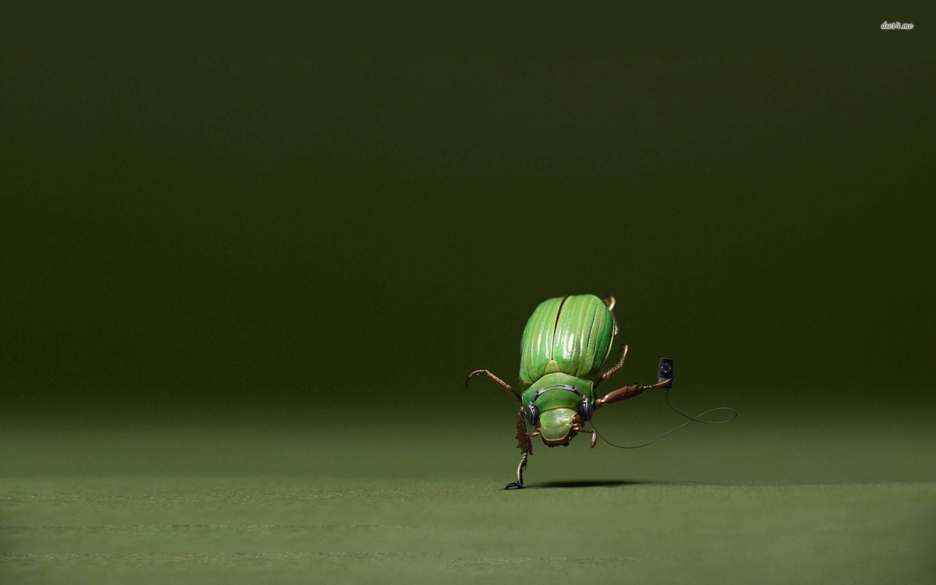 Insect In A Handstand Background