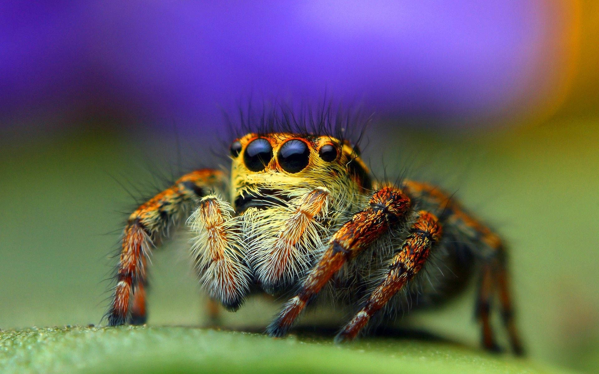 Insect Jumping Spider