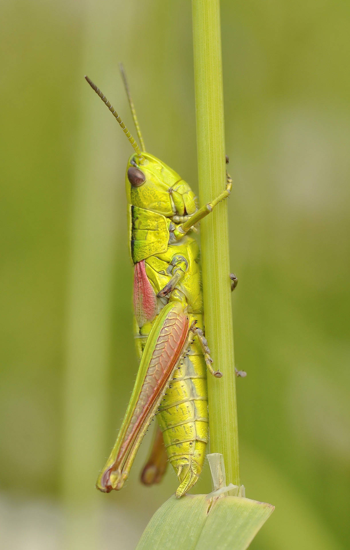 Insect Konik Grasshopper