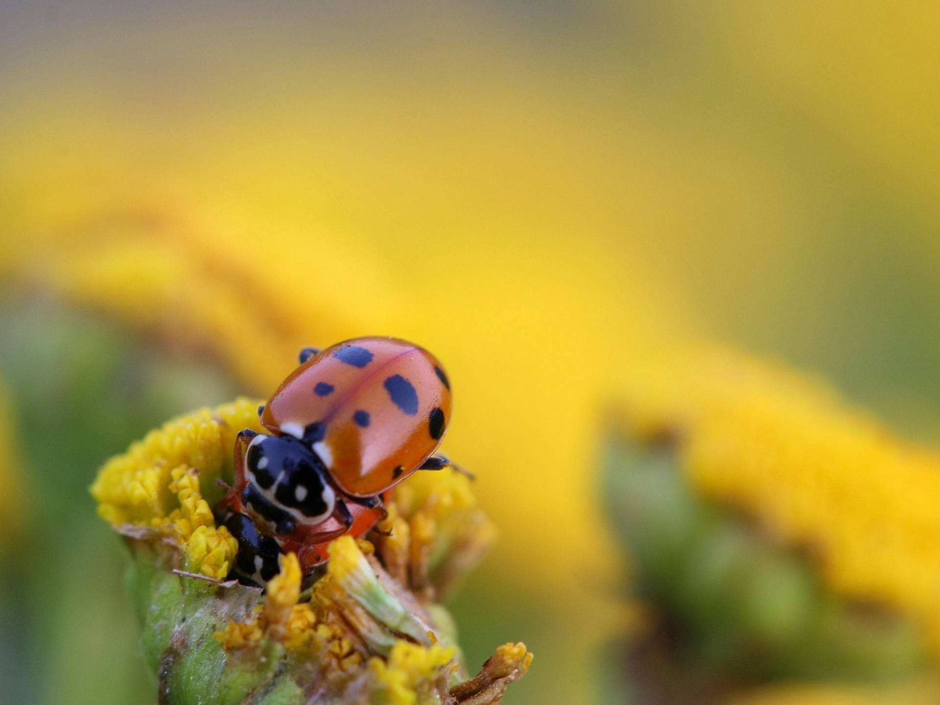 Insect Ladybug On Yellow Flower