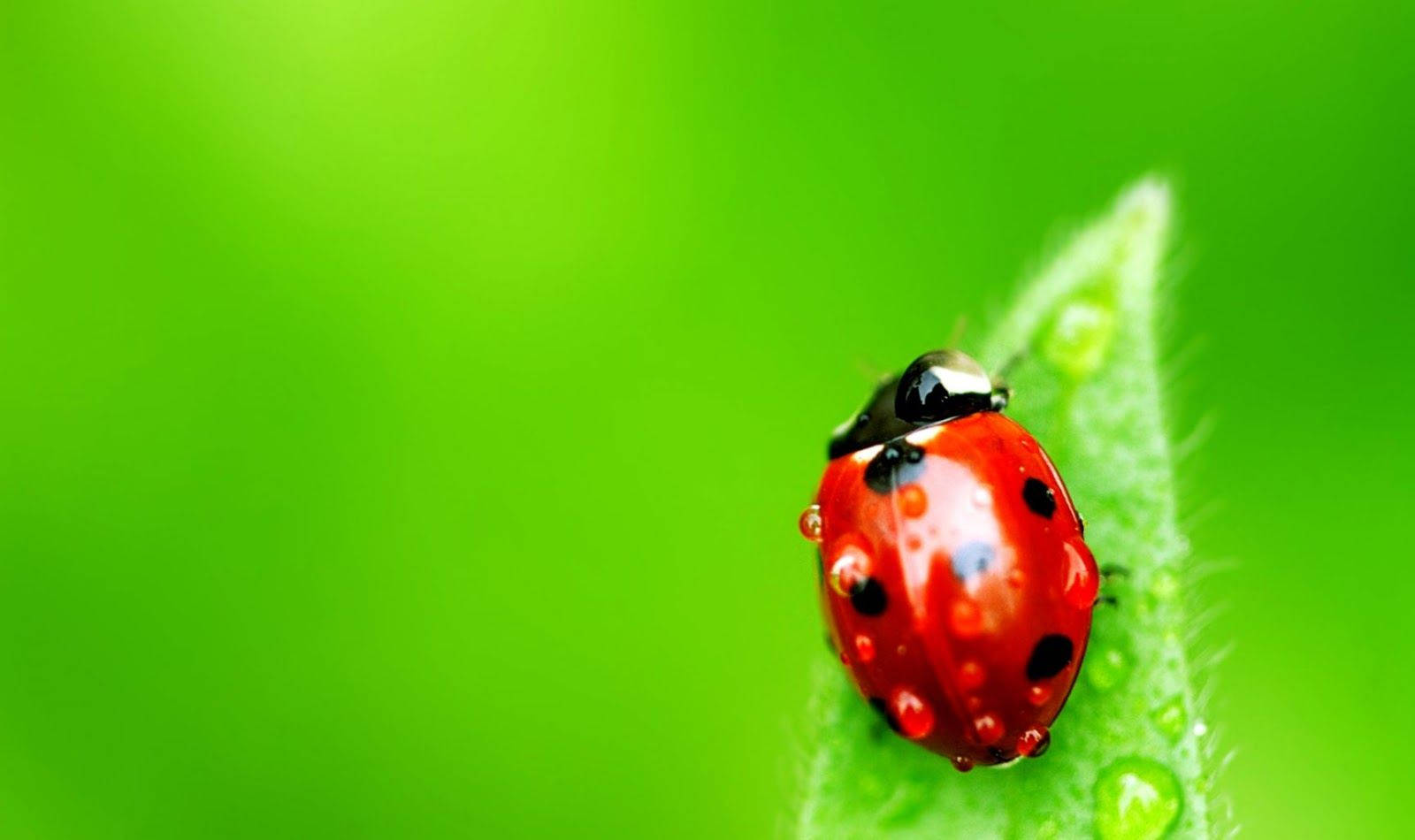 Insect Ladybug With Water Droplets
