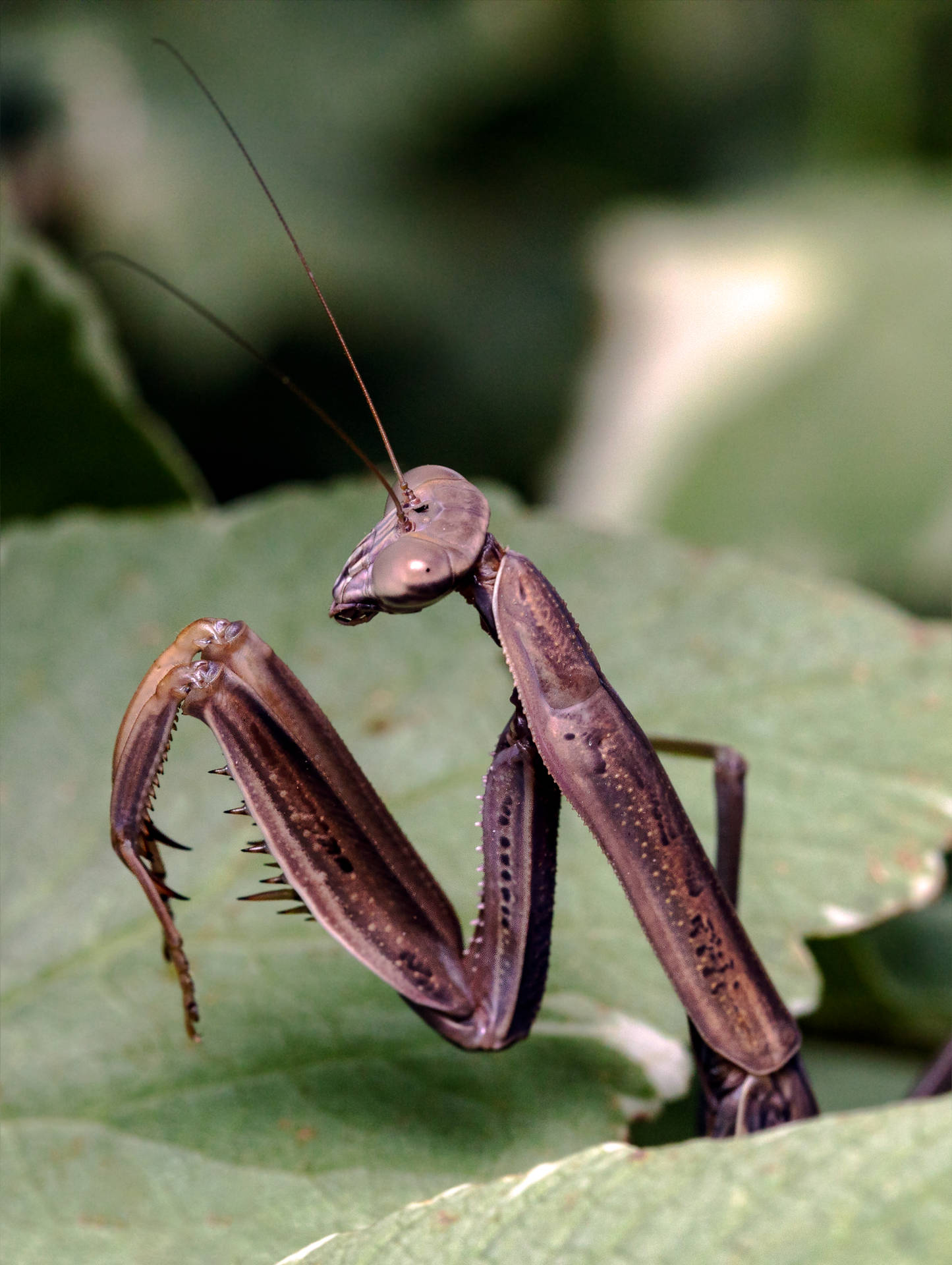 Insect Mantis Barbed Front Legs